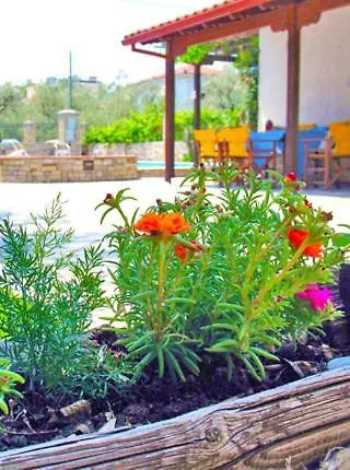 Pagaseon And بلاك كالا